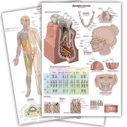 anatomcalcharts